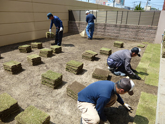 芝生張り作業