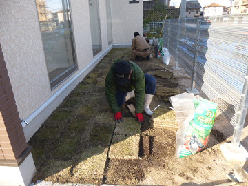 芝生張り作業